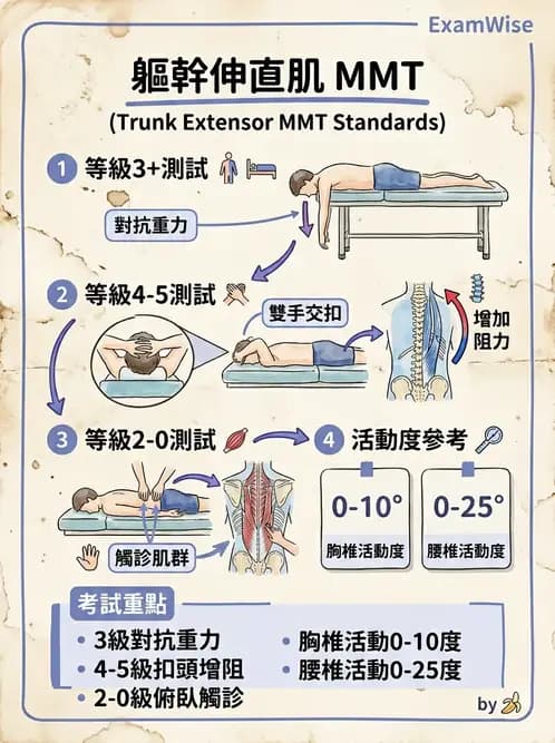 物治 - MMT通則、頭頸與軀幹 - AI 圖文解析預覽