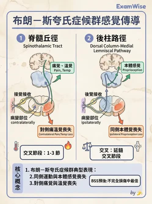 物治 - SCI評估分類與症候群 - AI 圖文解析預覽