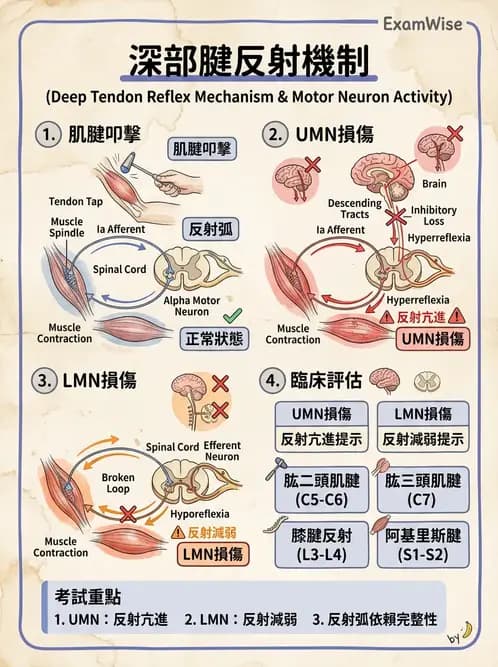 物治 - 神經物理治療評估工具 - AI 圖文解析預覽