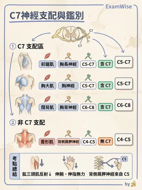 物治 - 頸椎評估與病理 - AI 圖文解析預覽