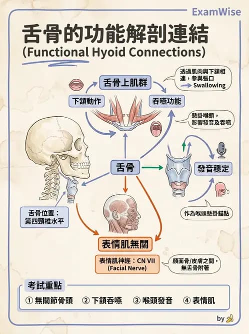物治 - 頸椎評估與病理 - AI 圖文解析預覽