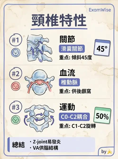 物治 - 頸椎評估與病理 - AI 圖文解析預覽