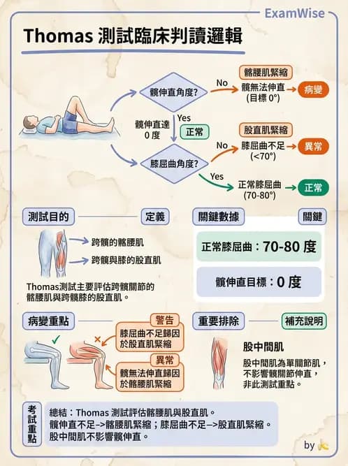 物治 - 髖關節解剖與評估 - AI 圖文解析預覽