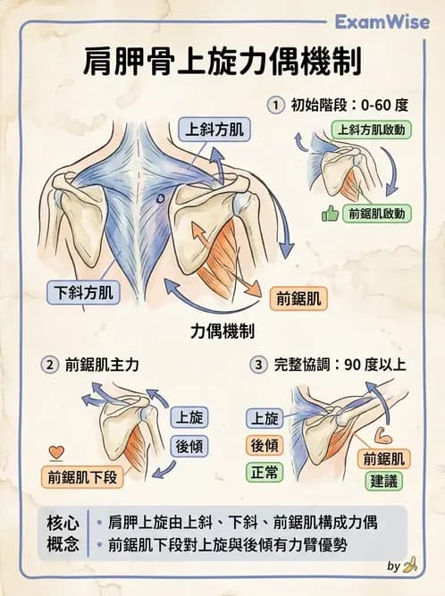 物治 - 肩胛生物力學與神經損傷 - AI 圖文解析預覽