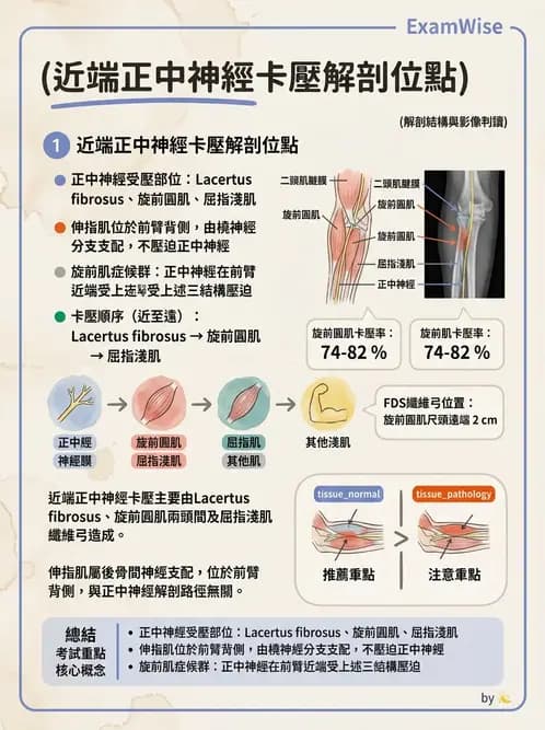 物治 - 肘及前臂關節 - AI 圖文解析預覽