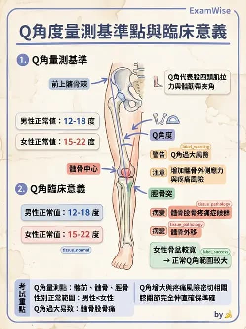 物治 - 髕股關節疼痛與伸展機制 - AI 圖文解析預覽