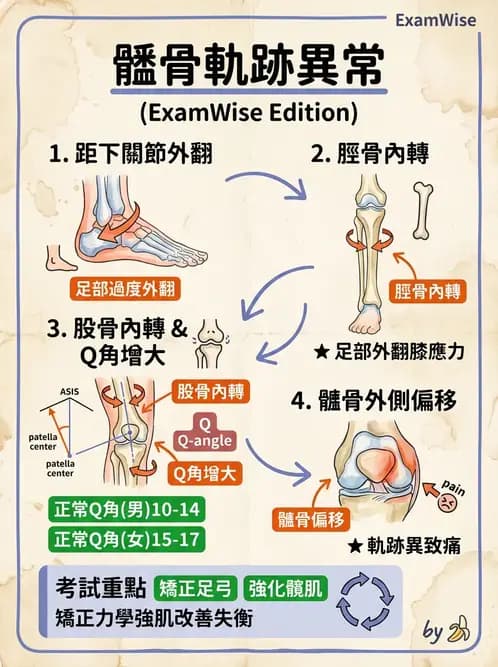 物治 - 髕股關節疼痛與伸展機制 - AI 圖文解析預覽