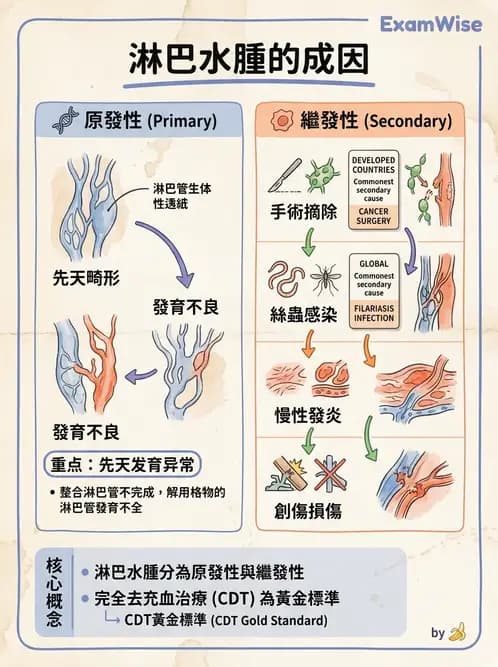 物治 - 皮膚與淋巴系統物理治療 - AI 圖文解析預覽