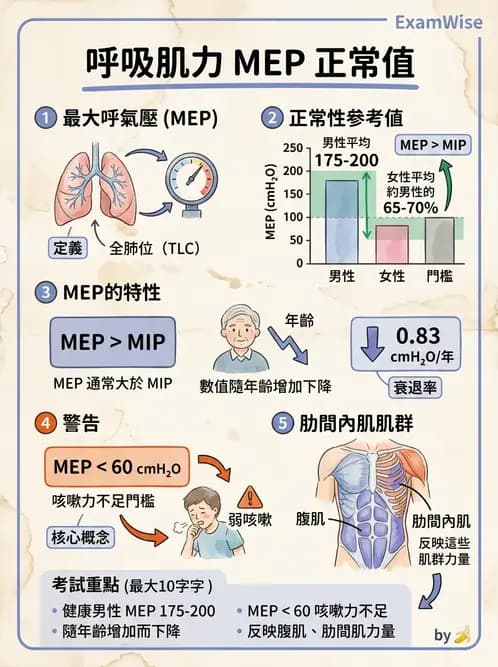 物治 - 呼吸解剖、生理與力學 - AI 圖文解析預覽