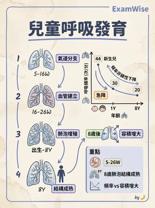 物治 - 呼吸解剖、生理與力學 - AI 圖文解析預覽
