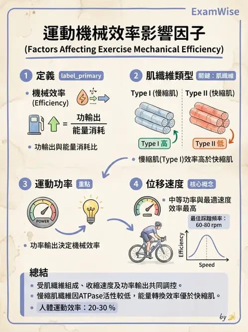物治 - 運動生理學與能量代謝 - AI 圖文解析預覽