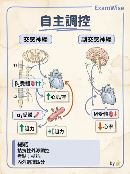 物治 - 循環解剖、生理與血流動力學 - AI 圖文解析預覽