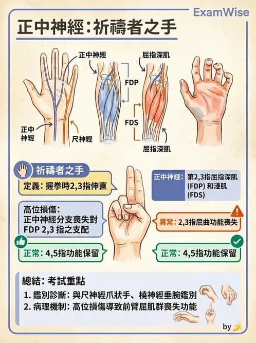 物治 - 手部生物力學 - AI 圖文解析預覽