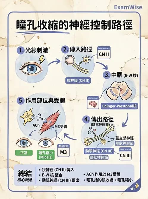 物治 - 腦神經與脊神經解剖 - AI 圖文解析預覽