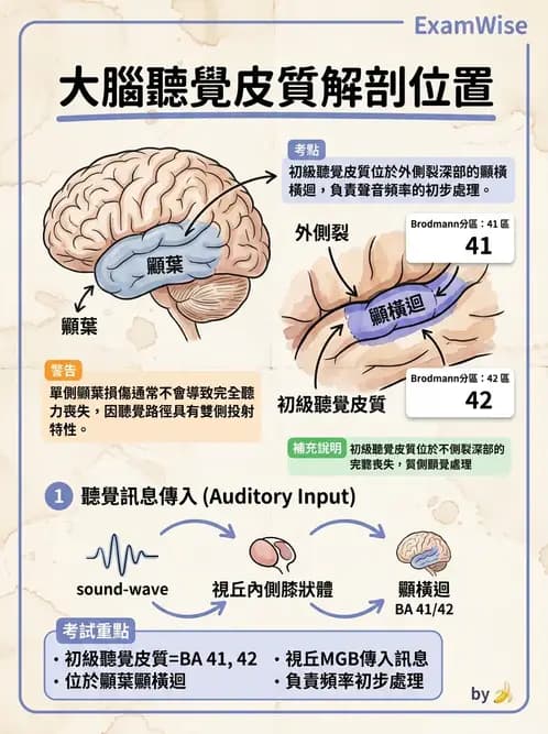 物治 - 中樞神經系統解剖 - AI 圖文解析預覽