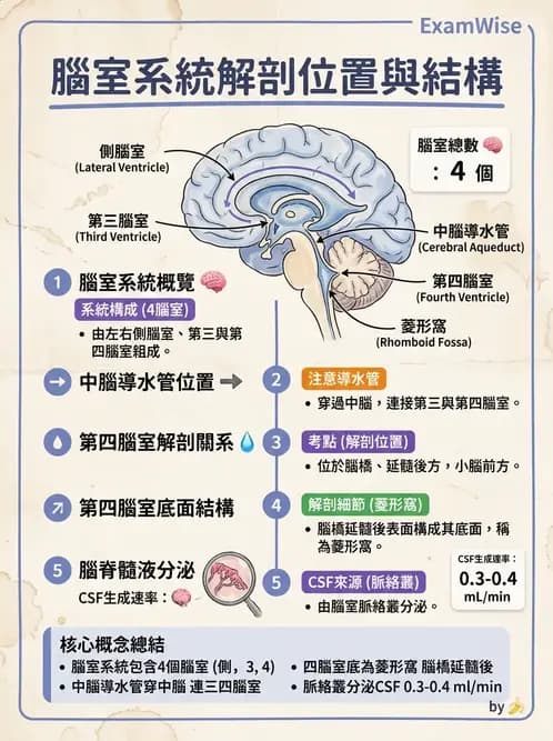 物治 - 中樞神經系統解剖 - AI 圖文解析預覽