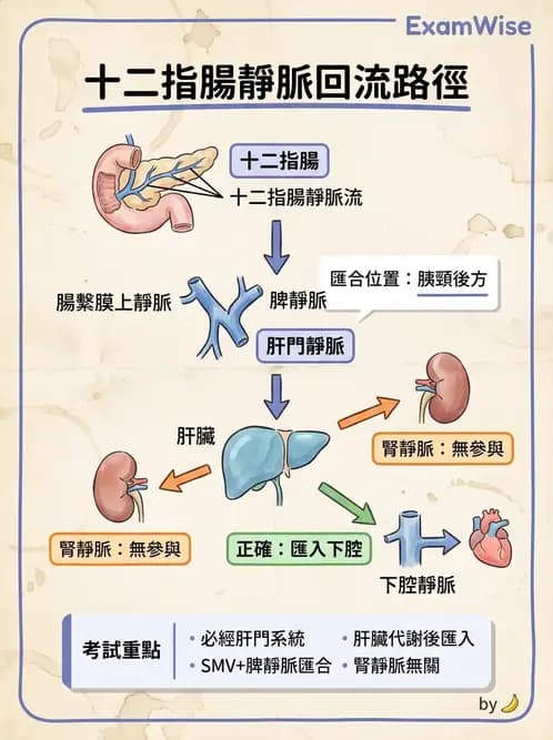 物治 - 心臟血管與血液解剖 - AI 圖文解析預覽