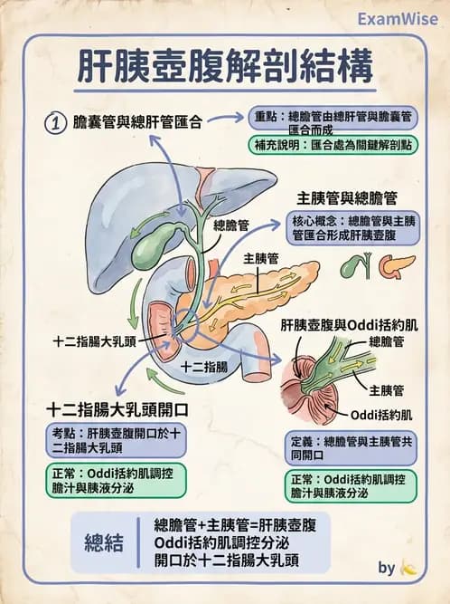 物治 - 消化泌尿生殖系統解剖 - AI 圖文解析預覽