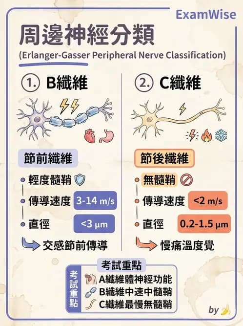 物治 - 周邊與自主神經解剖 - AI 圖文解析預覽