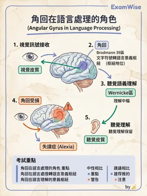 物治 - 中樞神經系統解剖 - AI 圖文解析預覽