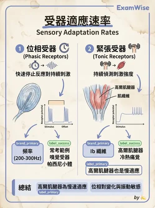 物治 - 神經系統生理 - AI 圖文解析預覽