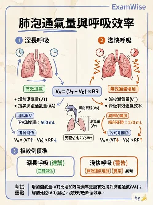 物治 - 呼吸生理 - AI 圖文解析預覽