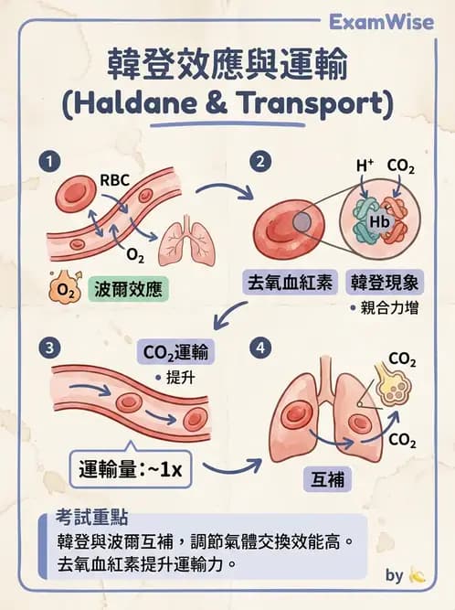物治 - 呼吸生理 - AI 圖文解析預覽