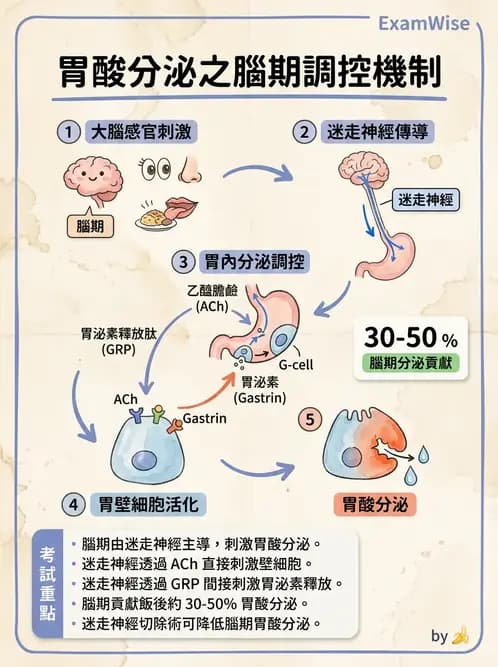 物治 - 消化泌尿系統生理 - AI 圖文解析預覽