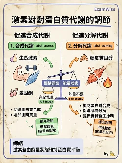 物治 - 內分泌系統生理 - AI 圖文解析預覽