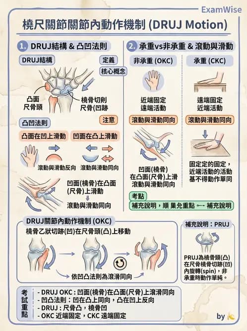 物治 - 肘關節與前臂生物力學 - AI 圖文解析預覽