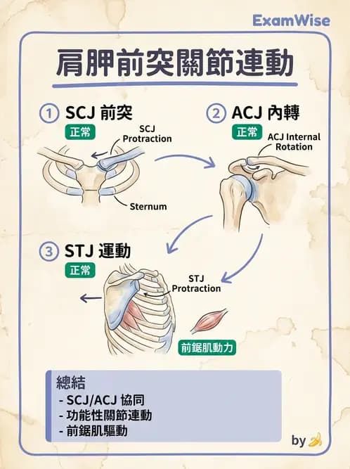 物治 - 肩關節複合體生物力學 - AI 圖文解析預覽