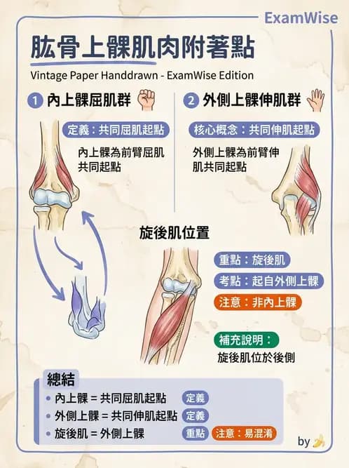 物治 - 肘關節與前臂生物力學 - AI 圖文解析預覽