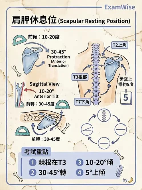 物治 - 肩關節複合體生物力學 - AI 圖文解析預覽