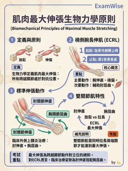 物治 - 腕關節生物力學 - AI 圖文解析預覽