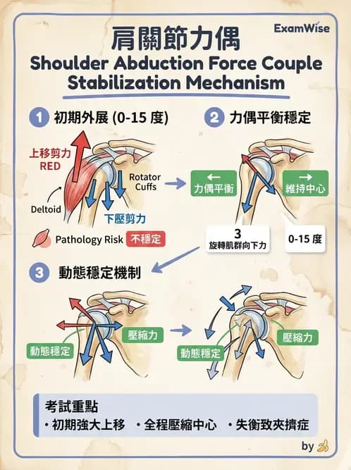 物治 - 肩關節複合體生物力學 - AI 圖文解析預覽