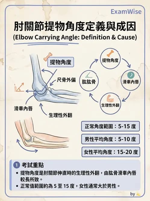 物治 - 肘關節與前臂生物力學 - AI 圖文解析預覽