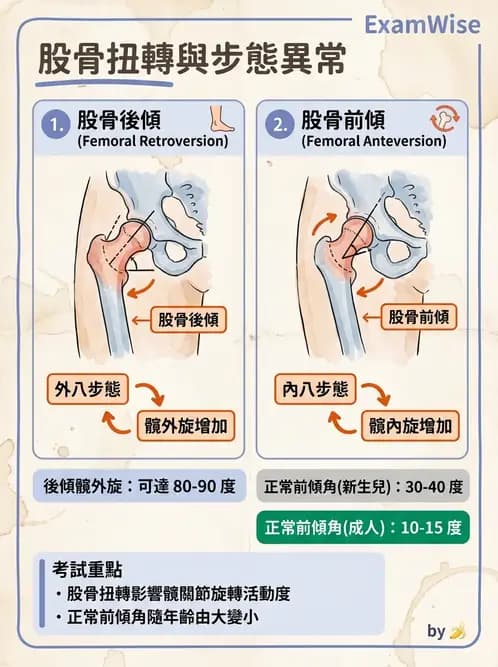 物治 - 髖關節肌動學與生物力學 - AI 圖文解析預覽