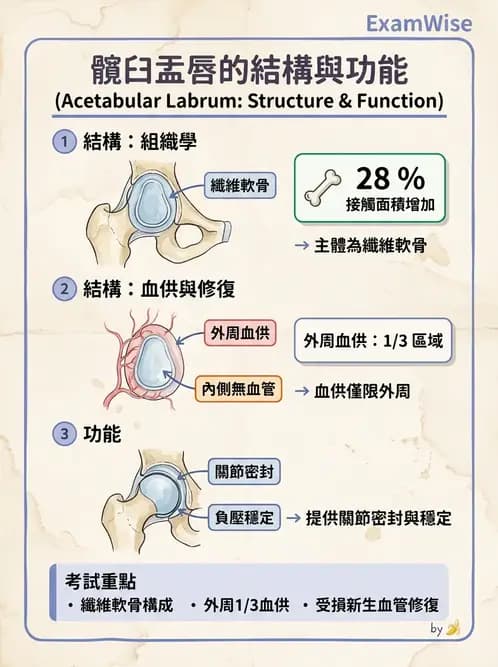 物治 - 髖關節肌動學與生物力學 - AI 圖文解析預覽