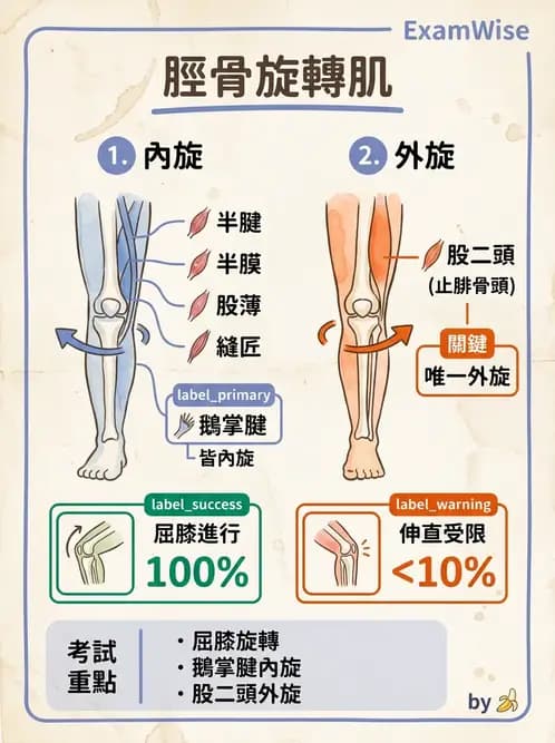 物治 - 膝關節肌動學與生物力學 - AI 圖文解析預覽