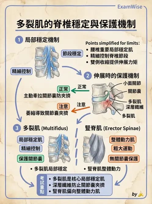 物治 - 軀幹肌動學與生物力學 - AI 圖文解析預覽