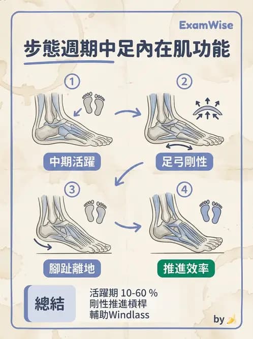 物治 - 步態週期與生物力學 - AI 圖文解析預覽