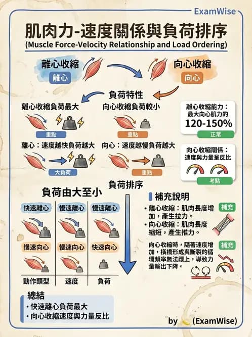 物治 - 肌肉力學與感覺運動控制 - AI 圖文解析預覽