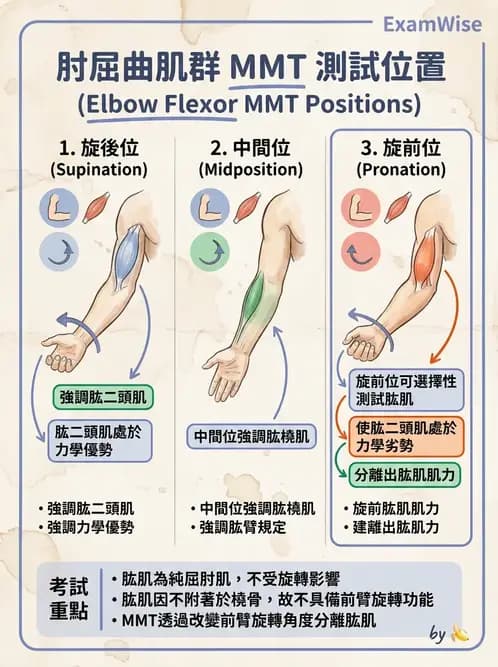 物治 - 上肢徒手肌力測試 - AI 圖文解析預覽