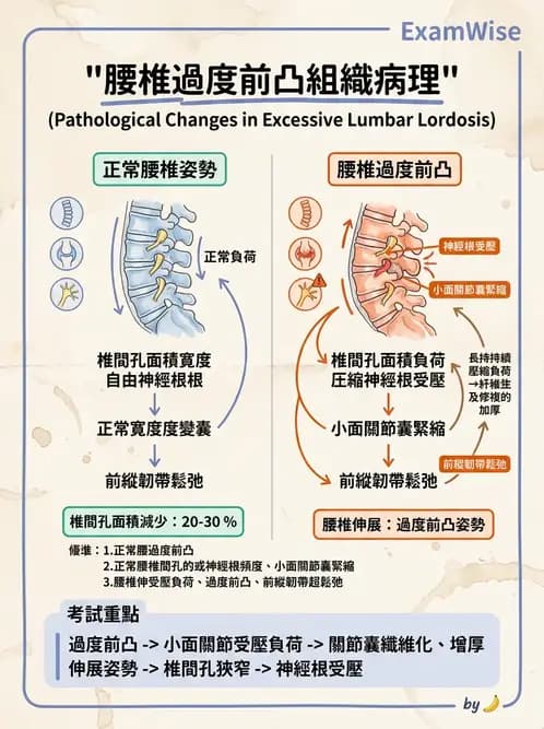 物治 - 鬆動術基礎概念與原則 - AI 圖文解析預覽