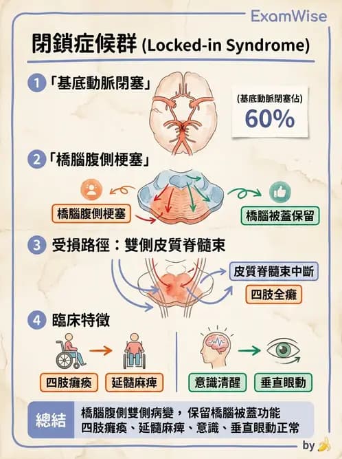 物治 - 腦中風病理與血管解剖 - AI 圖文解析預覽