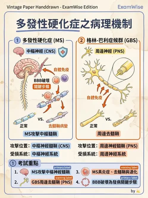物治 - 多發性硬化症物理治療 - AI 圖文解析預覽