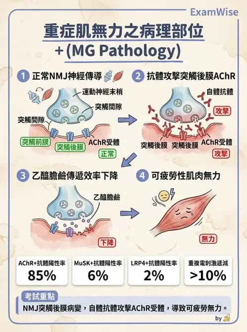 物治 - 神經肌肉疾病 - AI 圖文解析預覽