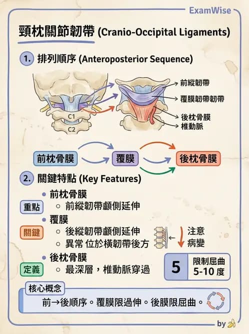 物治 - 頸椎評估與病理 - AI 圖文解析預覽