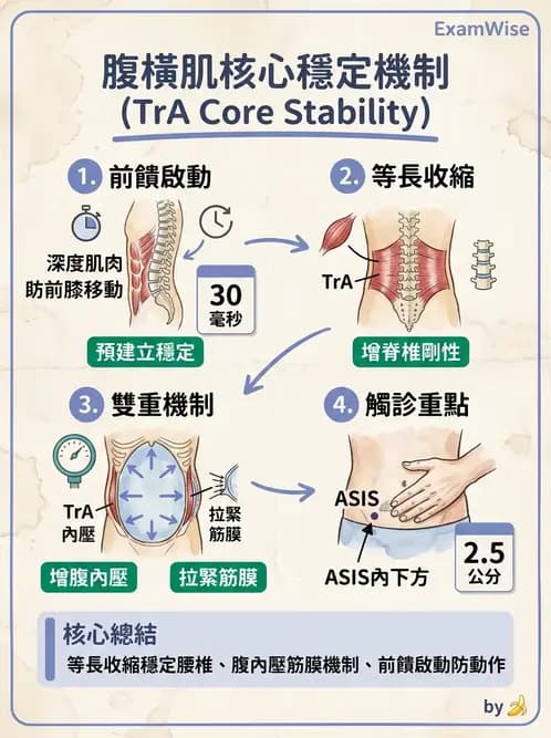 物治 - 腰椎穩定訓練與治療原則 - AI 圖文解析預覽