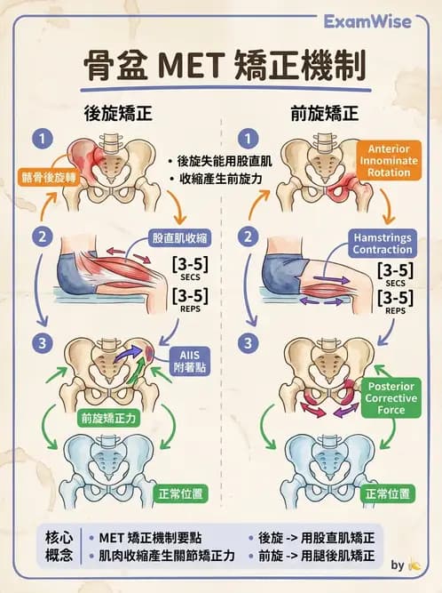 物治 - 薦髂關節評估與治療 - AI 圖文解析預覽